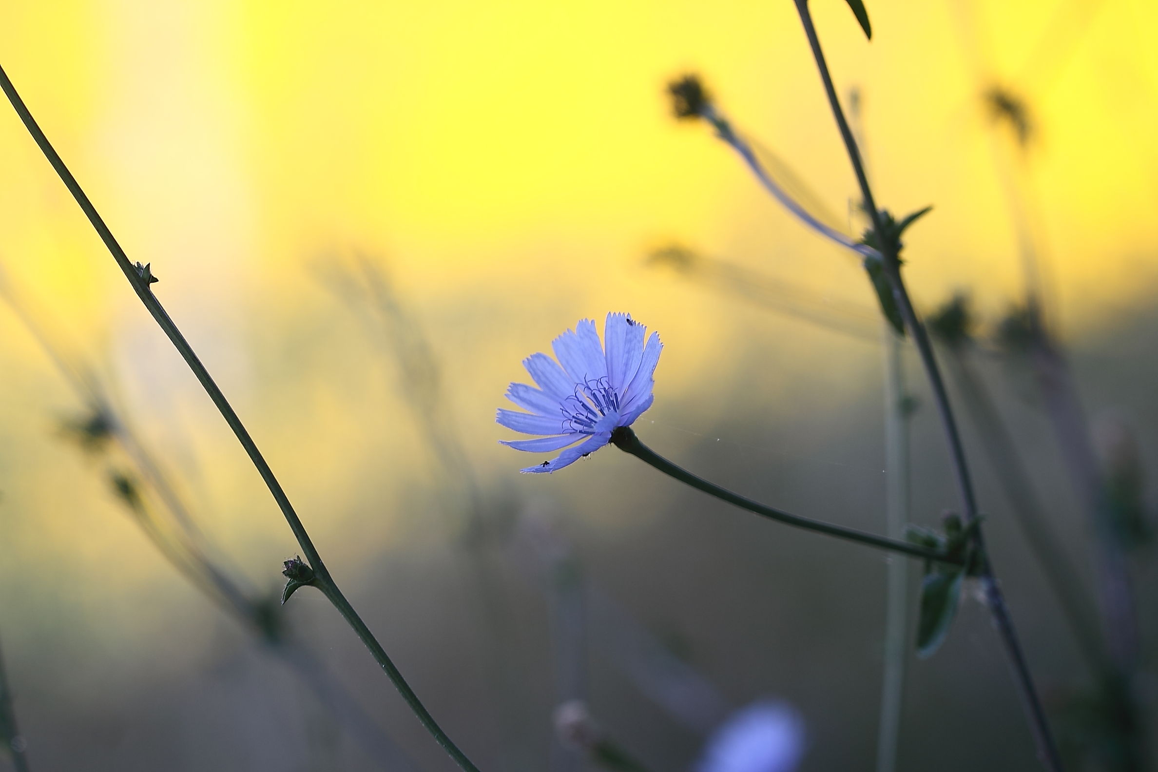 Azzurro e Giallo