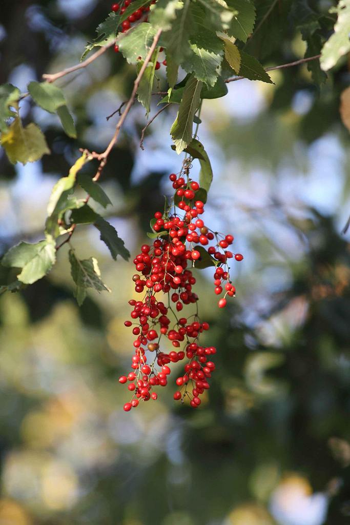 Nord Grecia : Smilax excelsa