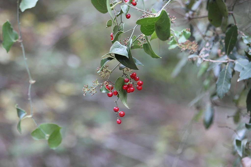 Nord Grecia : Smilax excelsa