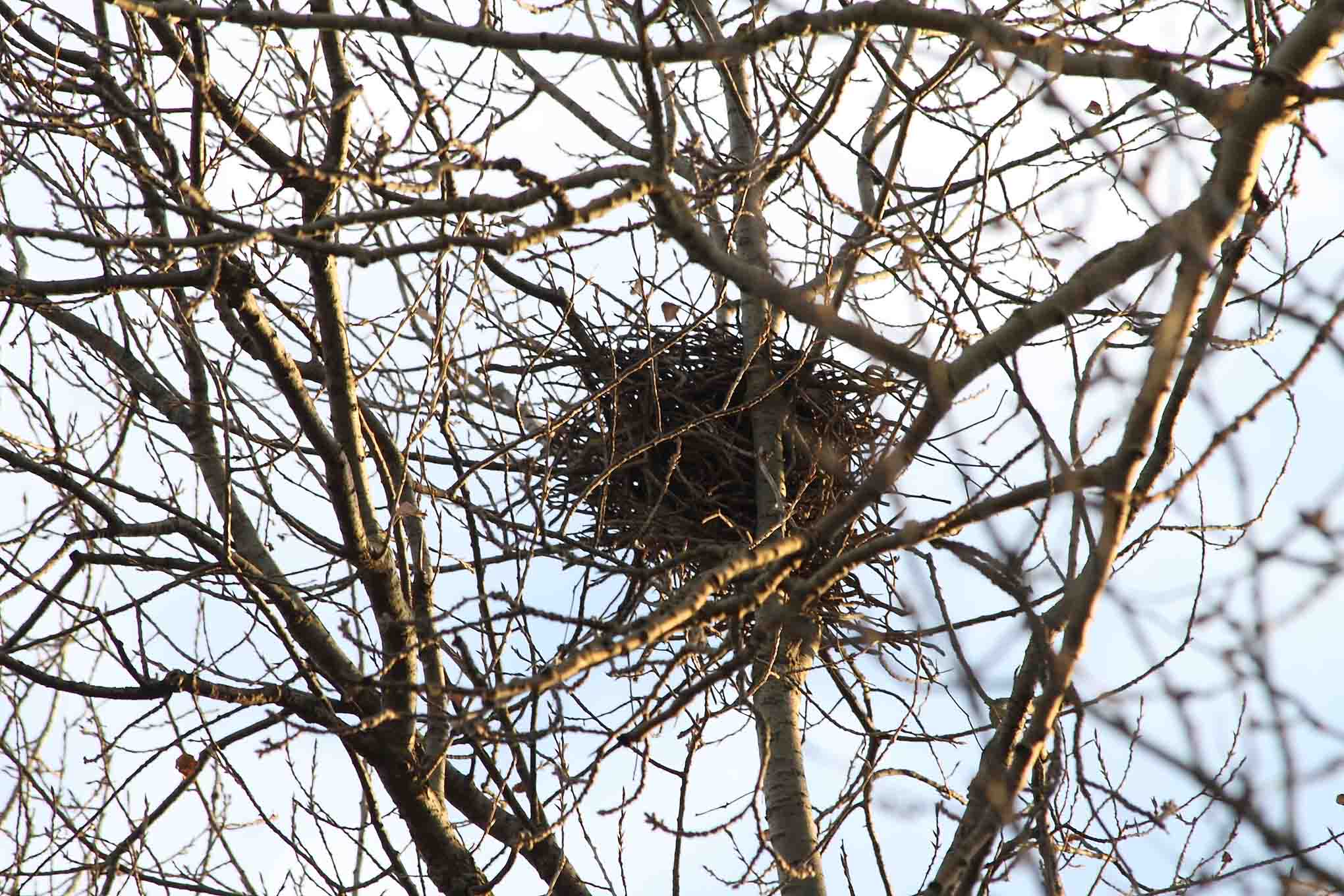 Di chi potrebbe essere questo nido ?