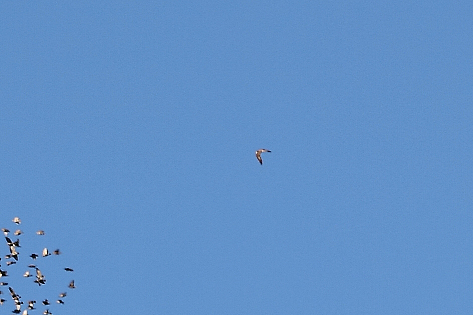 Stormi di uccelli neri.