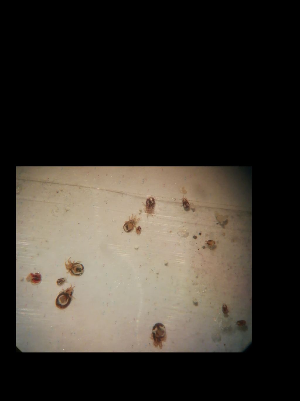 Pidocchi? No, Dermanyssus gallinae (Mesostigmata Macronyssidae)