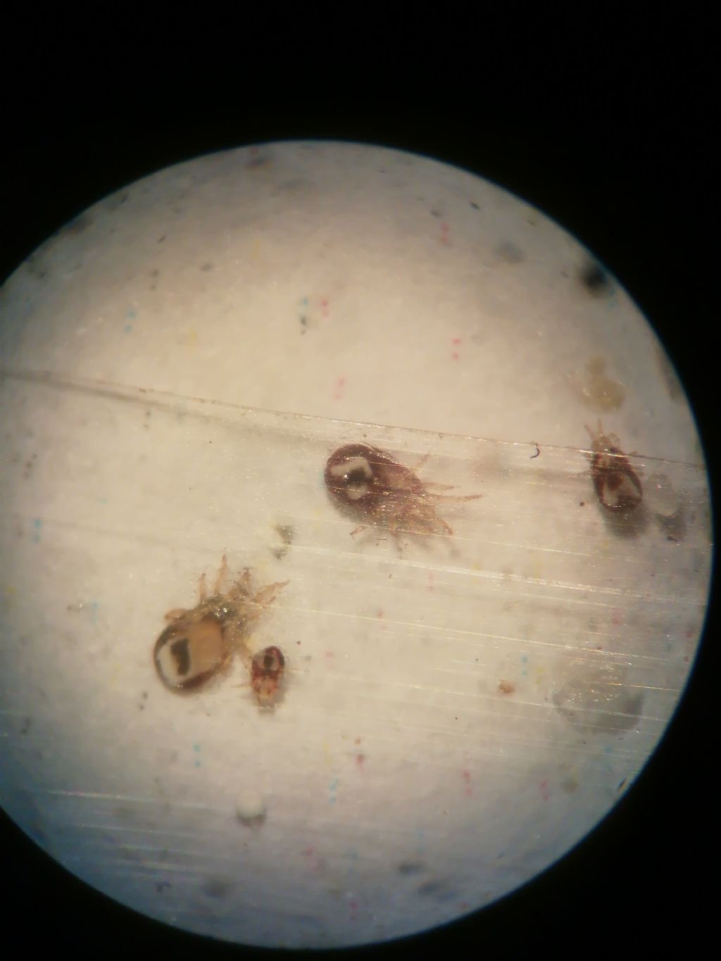 Pidocchi? No, Dermanyssus gallinae (Mesostigmata Macronyssidae)