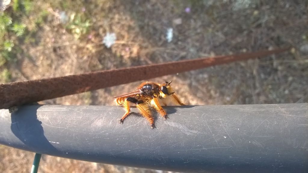 Aasilidae: Pogonosoma maroccanum