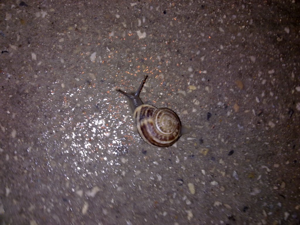 Chiocciole da identificare