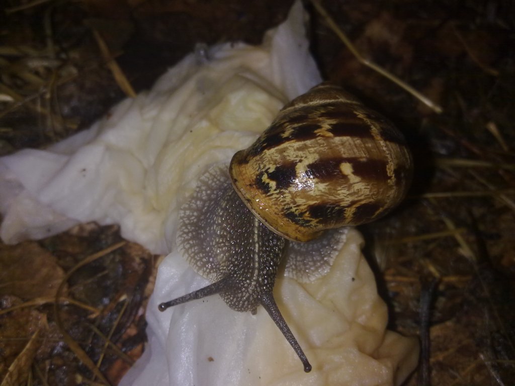 Chiocciole da identificare