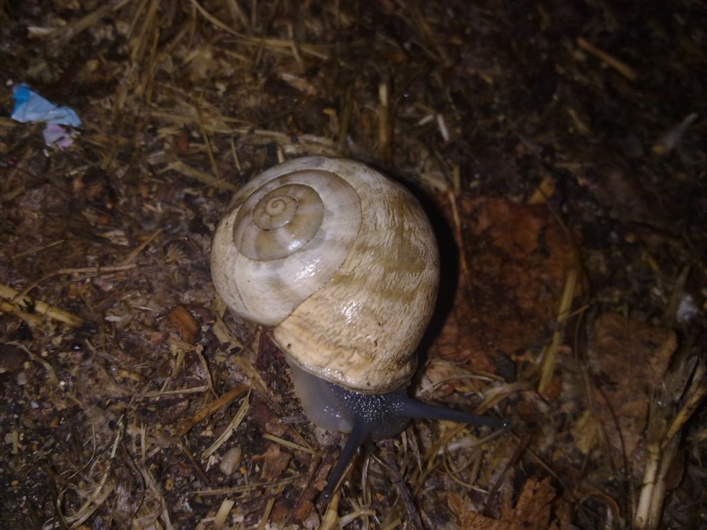 Chiocciole da identificare