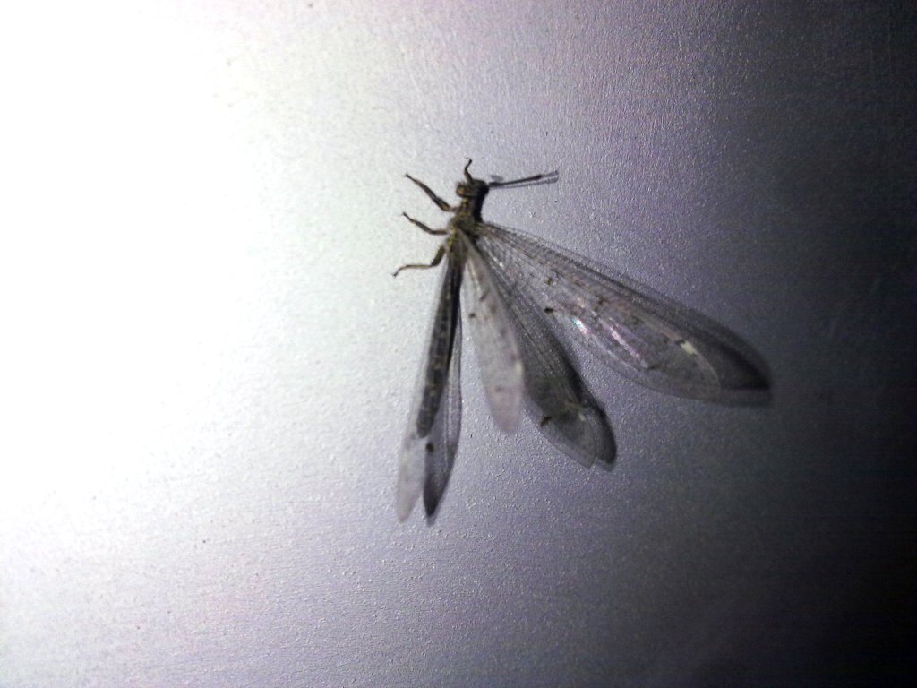 Possibile Distoleon tetragrammicus