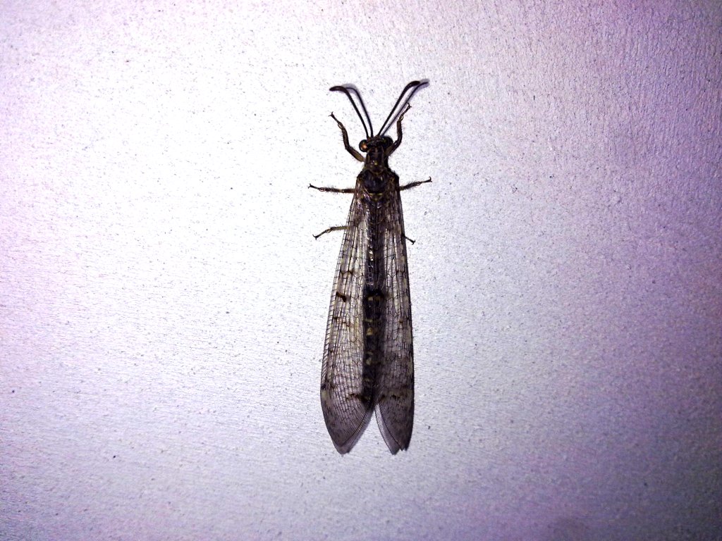 Possibile Distoleon tetragrammicus
