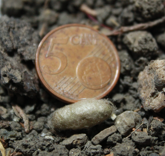 Larva di imenottero su larva di 