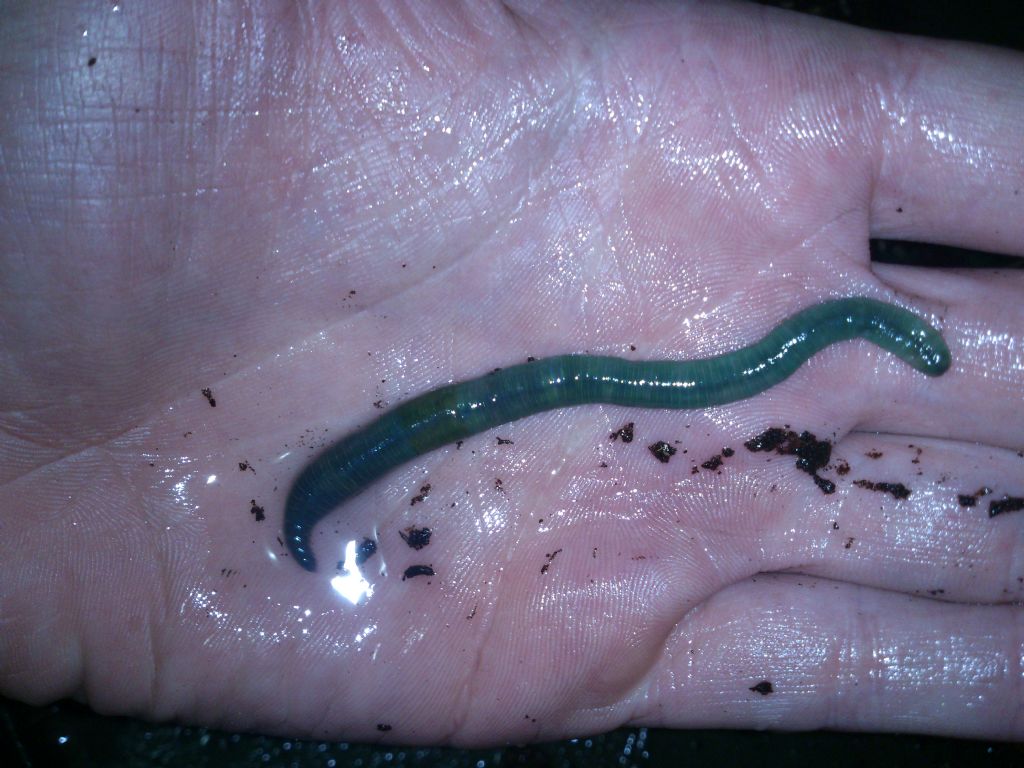 Lombrico azzurro/verde:  Allolobophora smaragdina