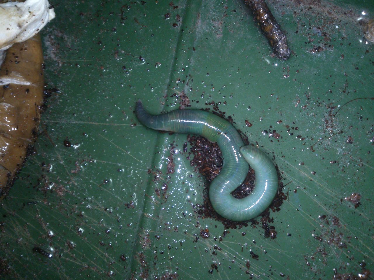 Lombrico azzurro/verde:  Allolobophora smaragdina