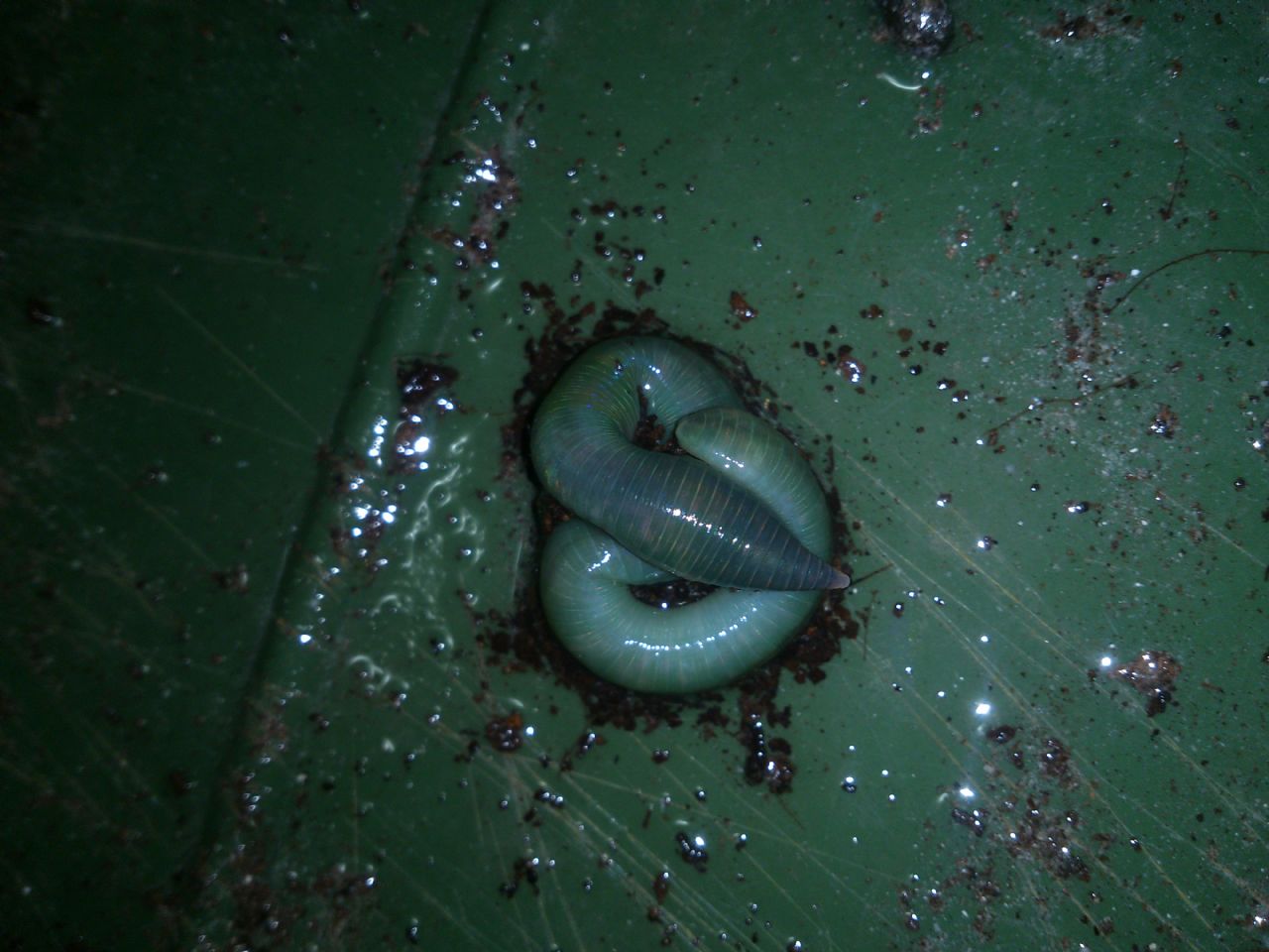 Lombrico azzurro/verde:  Allolobophora smaragdina