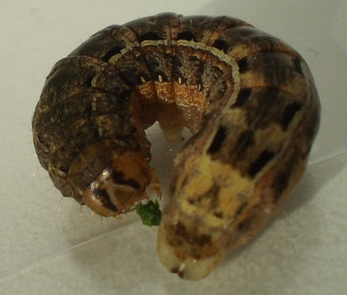 Noctuidae - Xestia?