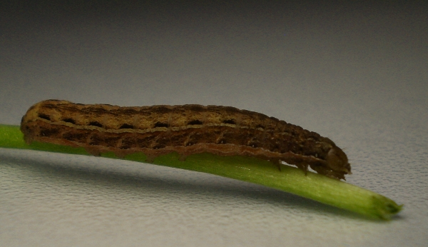 Noctuidae - Xestia?