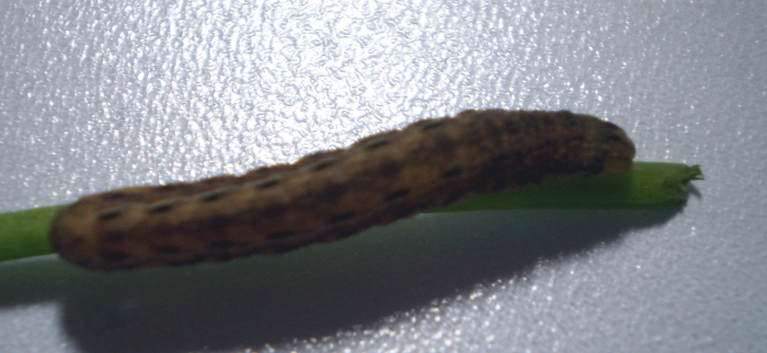 Noctuidae - Xestia?