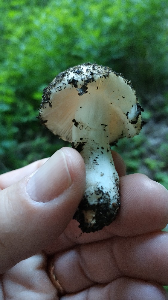 Russula sp.