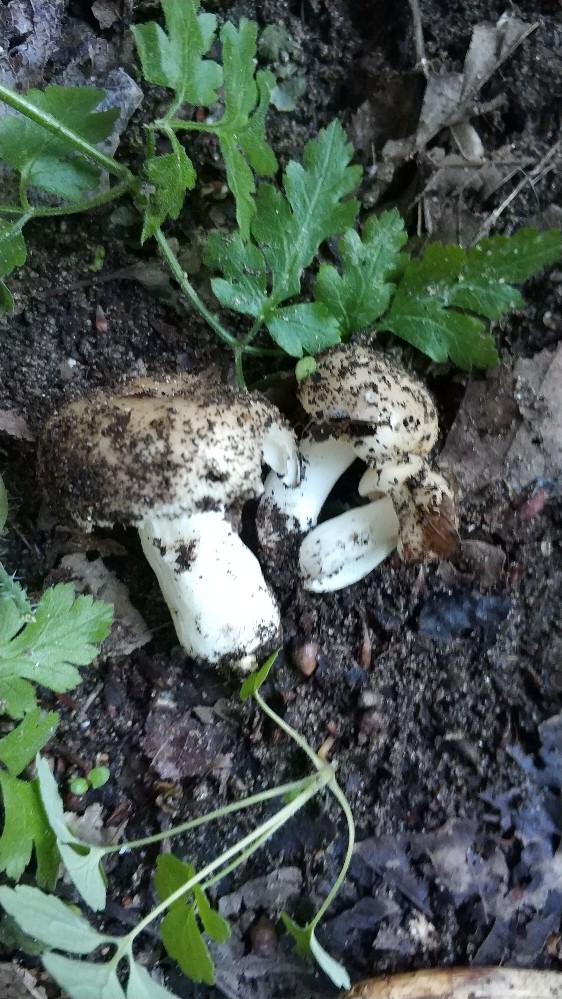 Russula sp.