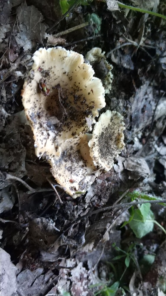 Russula sp.