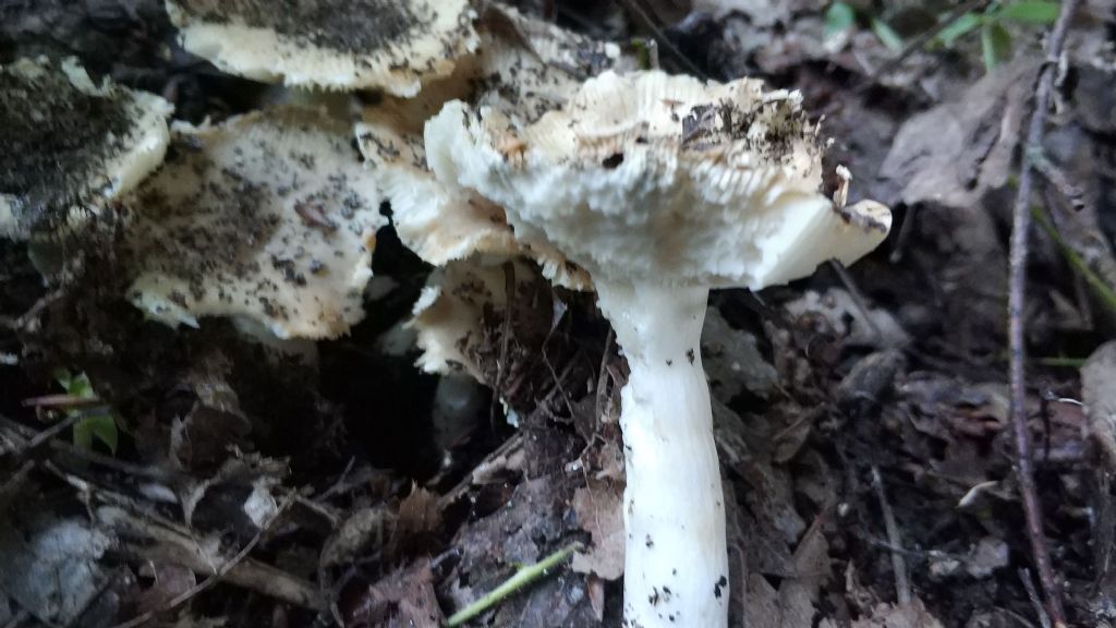 Russula sp.