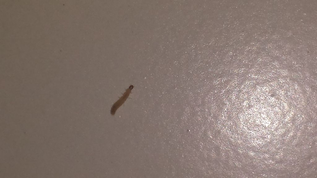 Larve di Malachiidae?