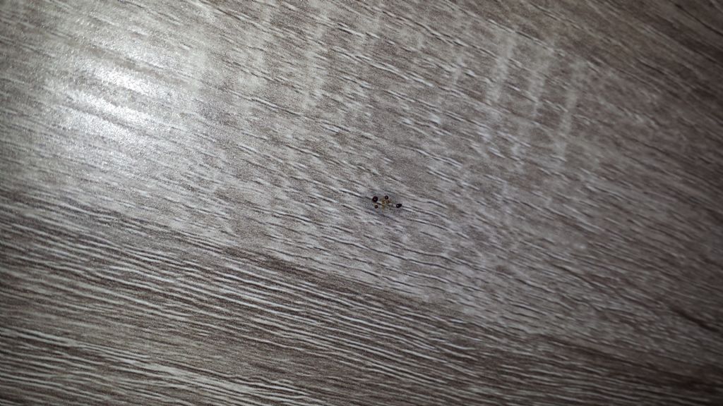 Larve di Malachiidae?