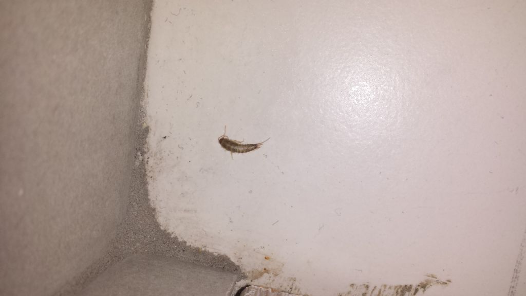 Larve di Malachiidae?