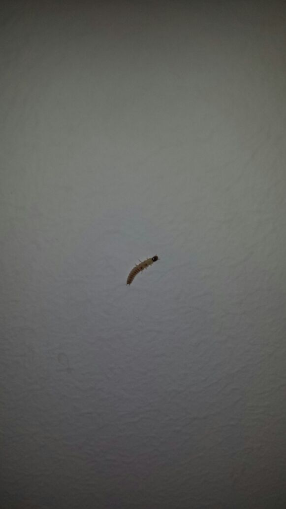 Larve di Malachiidae?