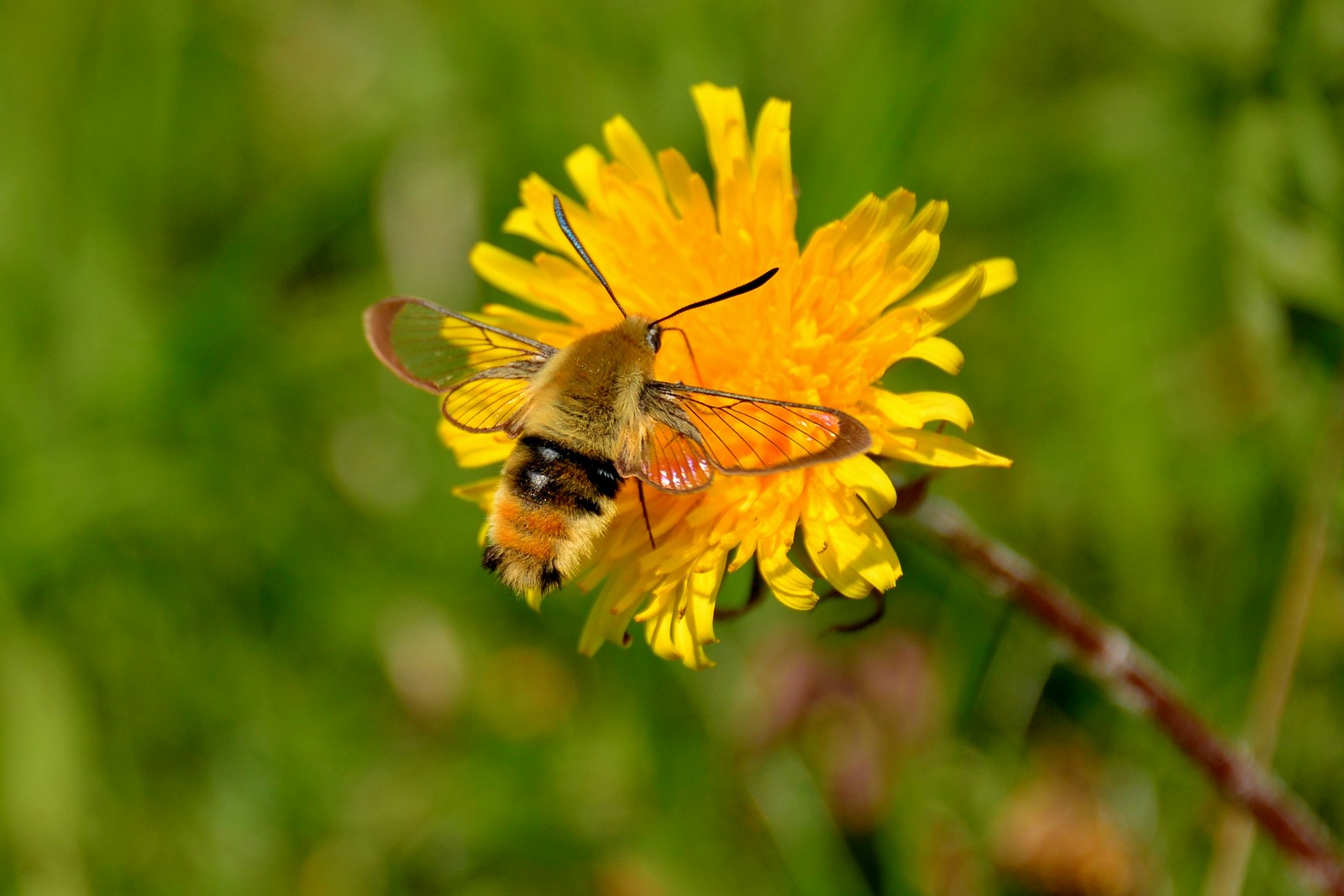 Bombylius maior ? No,  Lepidoptera Sphingidae: Hemaris tityus