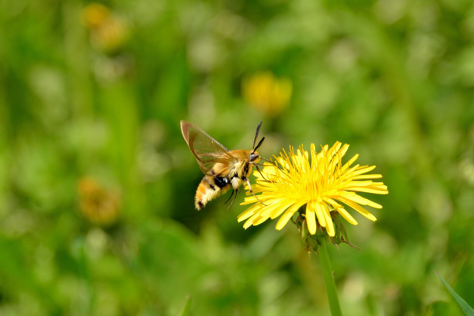 Bombylius maior ? No,  Lepidoptera Sphingidae: Hemaris tityus