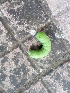 Larva di Hippotion celerio, Sphingidae