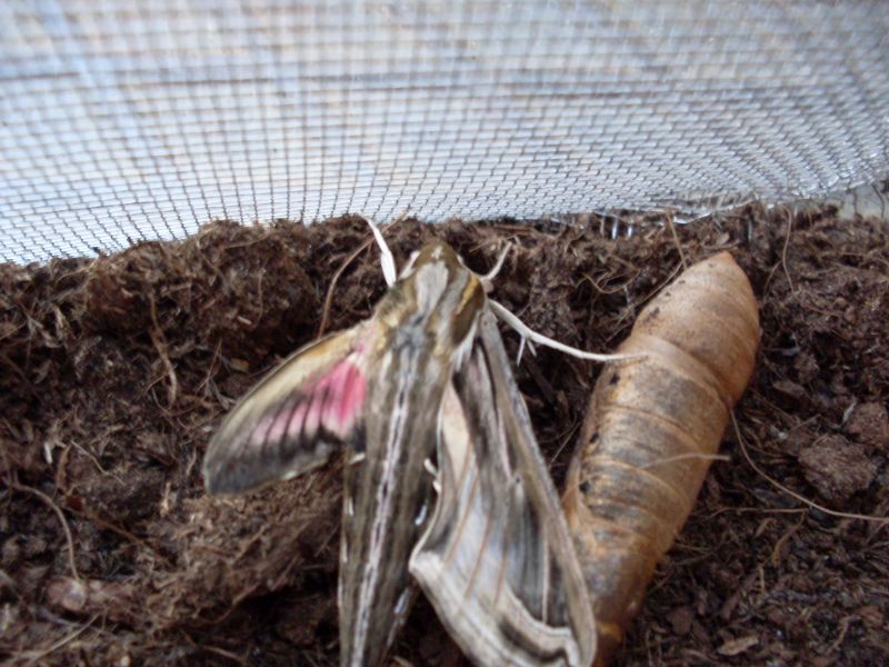 Larva di Hippotion celerio, Sphingidae