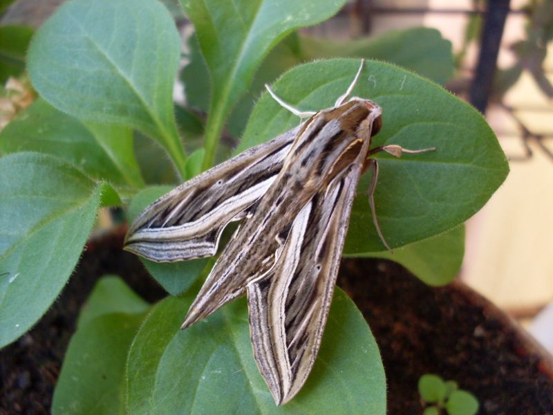 Larva di Hippotion celerio, Sphingidae