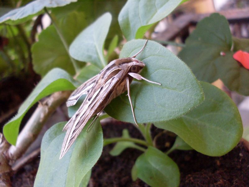 Larva di Hippotion celerio, Sphingidae