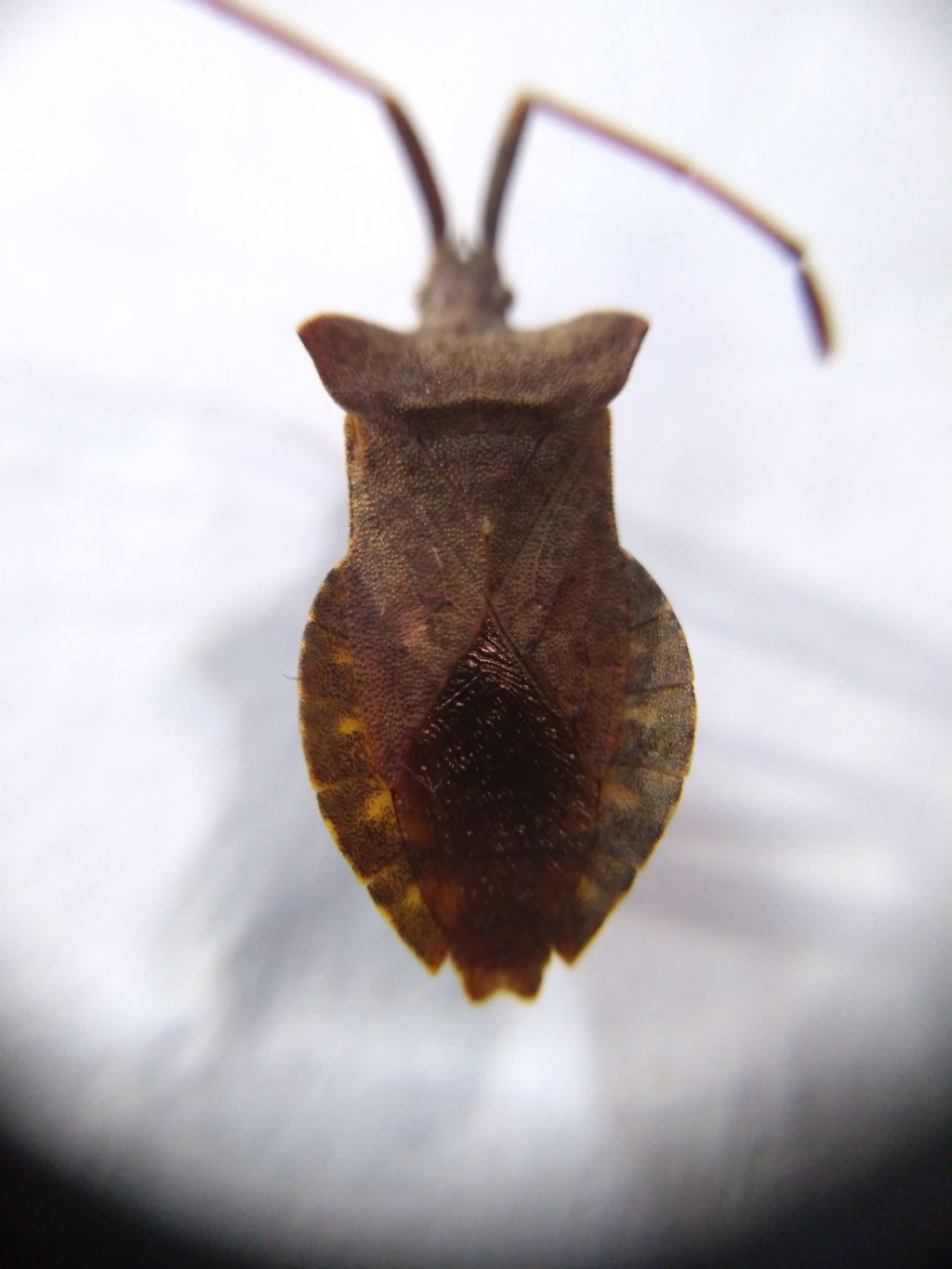 Gonocerus acuteangulatus?No, Coreus marginatus