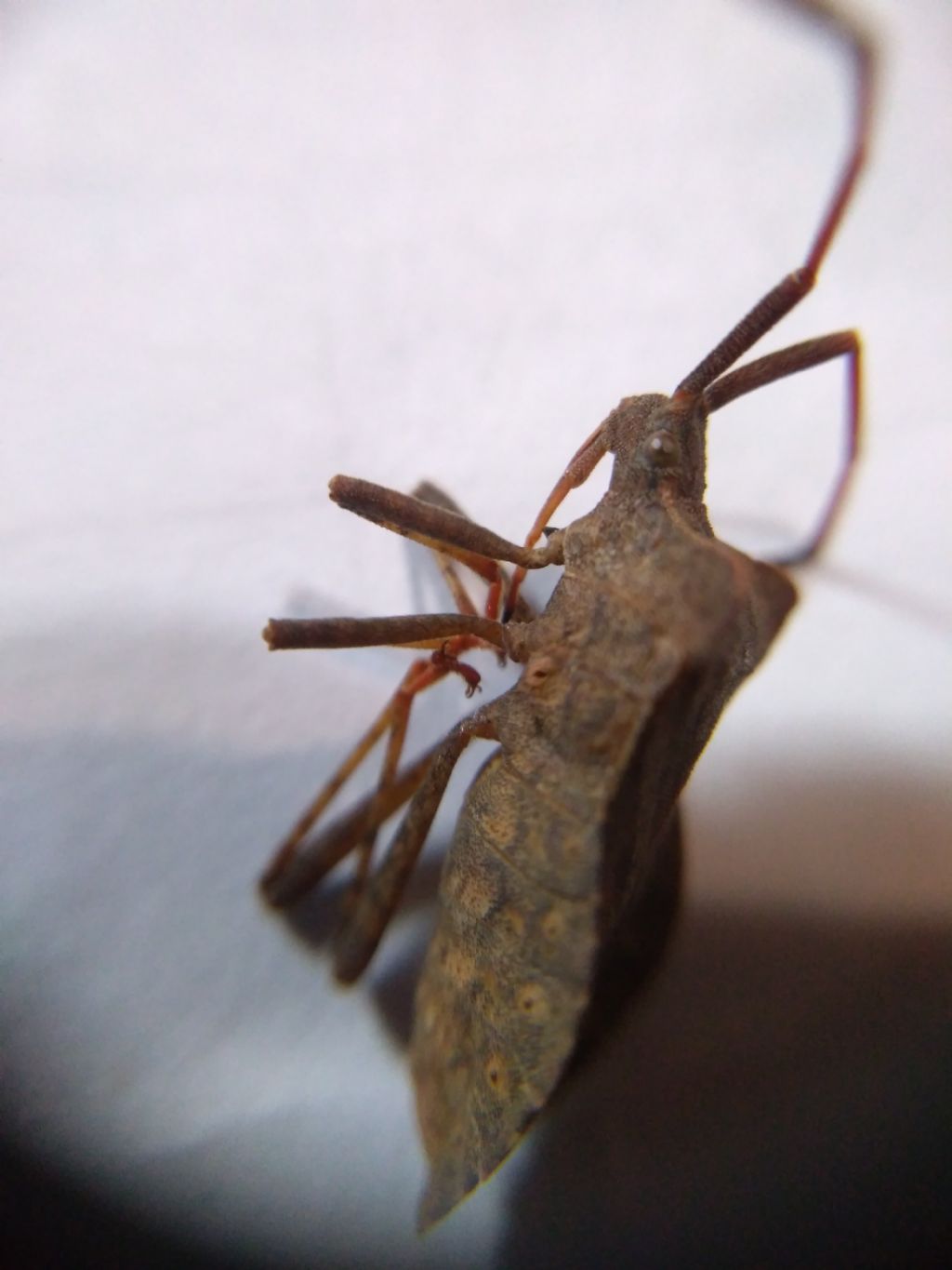 Gonocerus acuteangulatus?No, Coreus marginatus