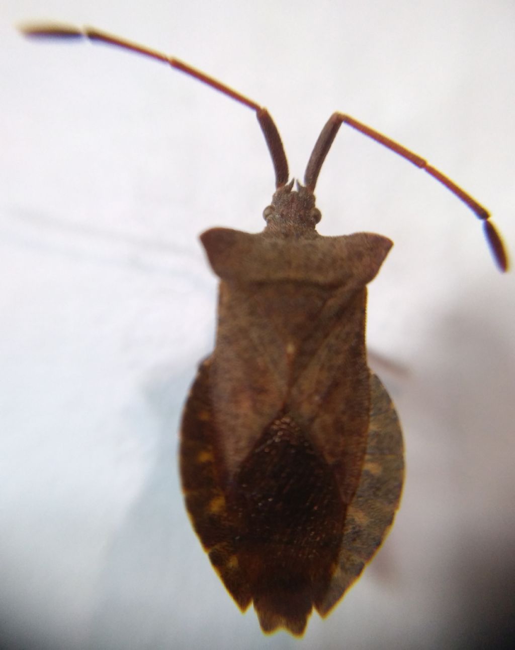 Gonocerus acuteangulatus?No, Coreus marginatus