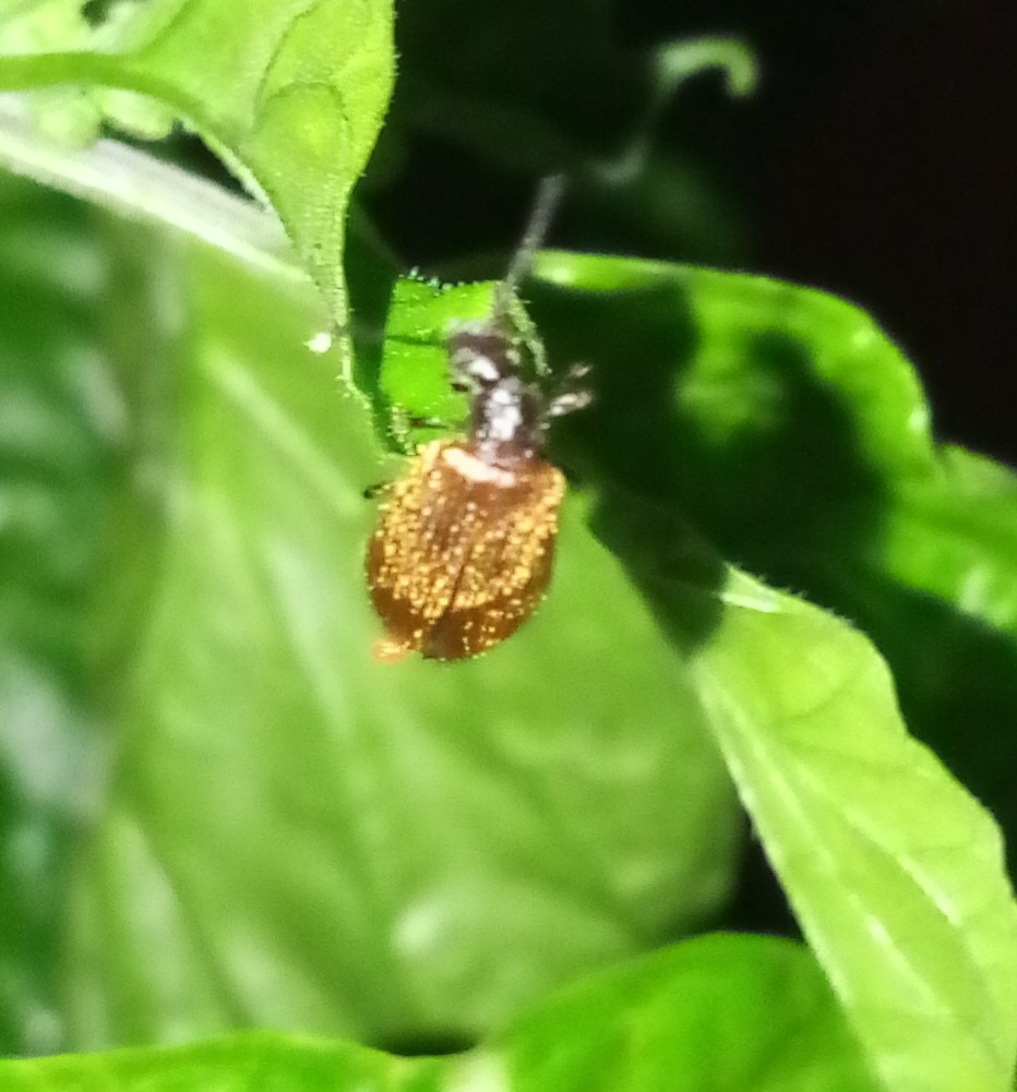 Tenebrionidae Lagriinae: Lagria sp.