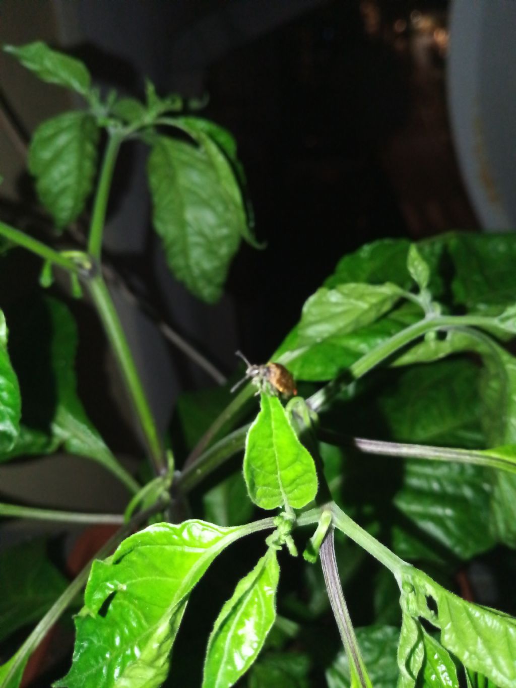 Tenebrionidae Lagriinae: Lagria sp.