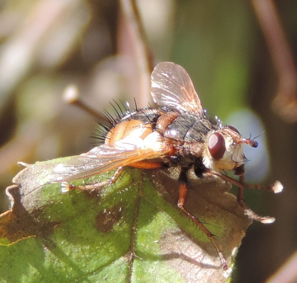 Tachinidae: Tachina sp. (fera/magnicornis), maschio