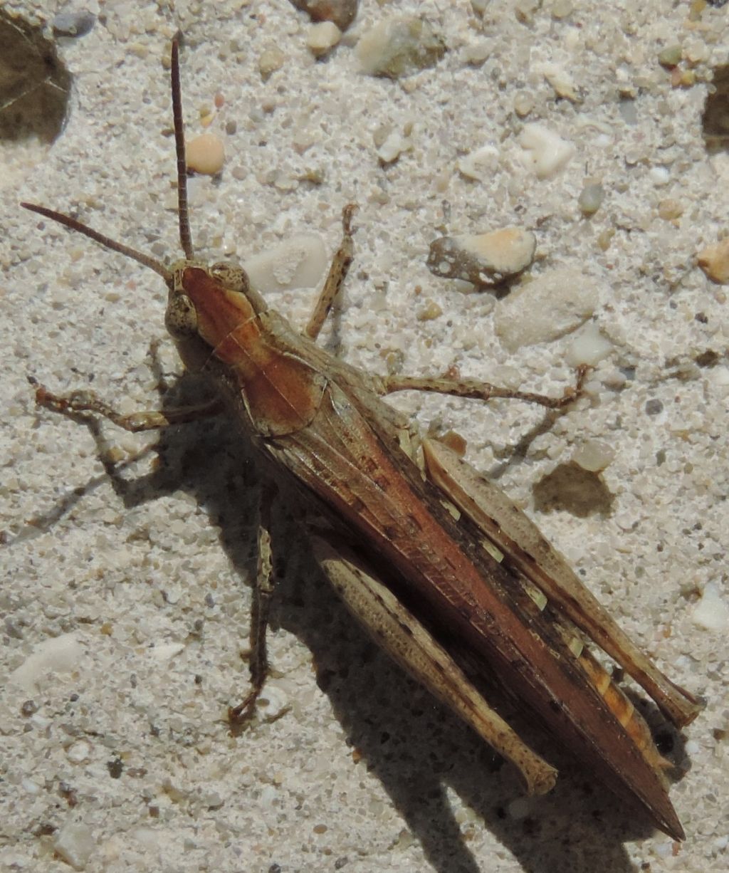 Chorthippus (Glyptobothrus) brunneus brunneus (Thunberg, 1815)?