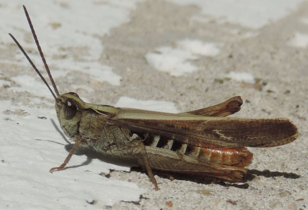 Chorthippus (Glyptobothrus) brunneus brunneus (Thunberg, 1815)?
