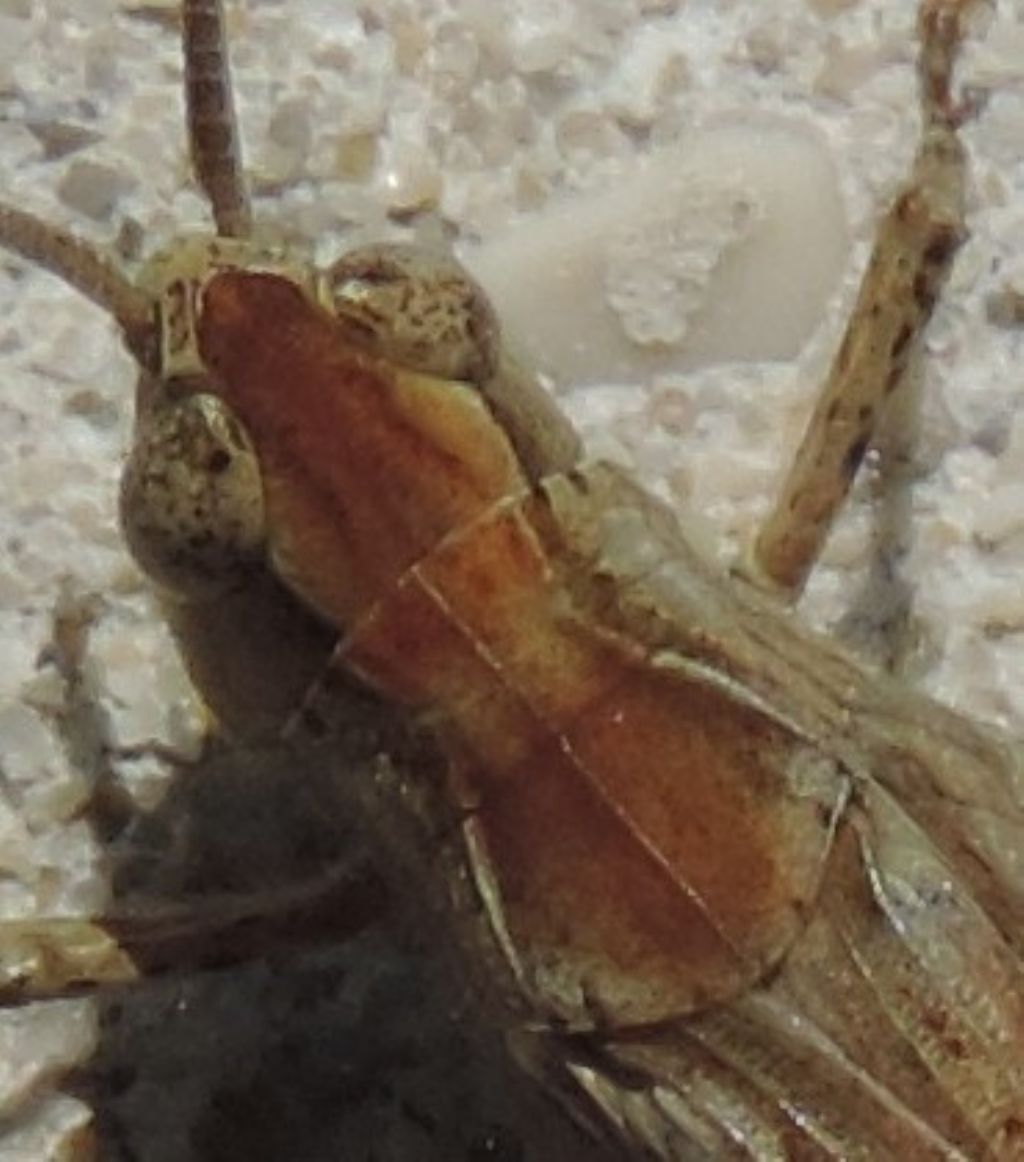 Chorthippus (Glyptobothrus) brunneus brunneus (Thunberg, 1815)?