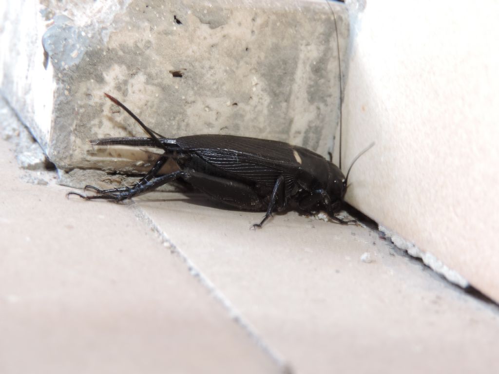 Gryllus bimaculatus De Geer, 1773