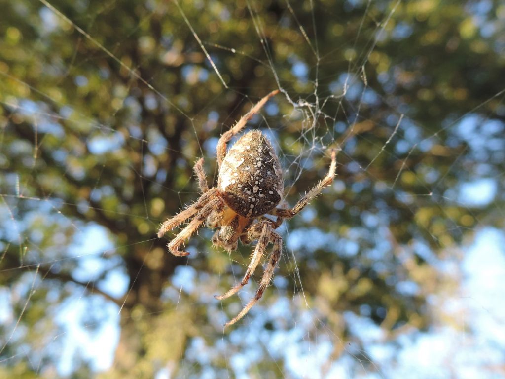 Araneus diadematus?  S ! -  Bracciano (RM)