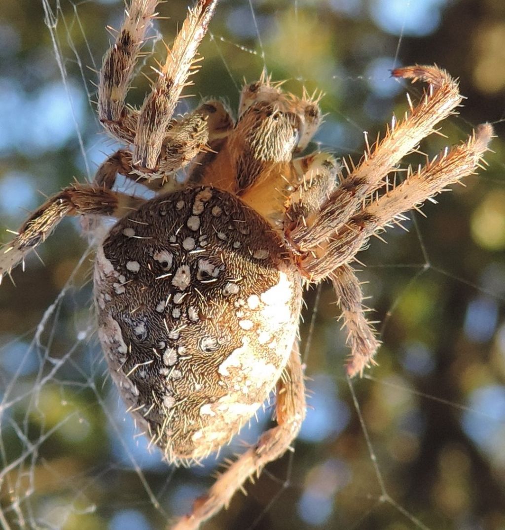 Araneus diadematus?  S ! -  Bracciano (RM)