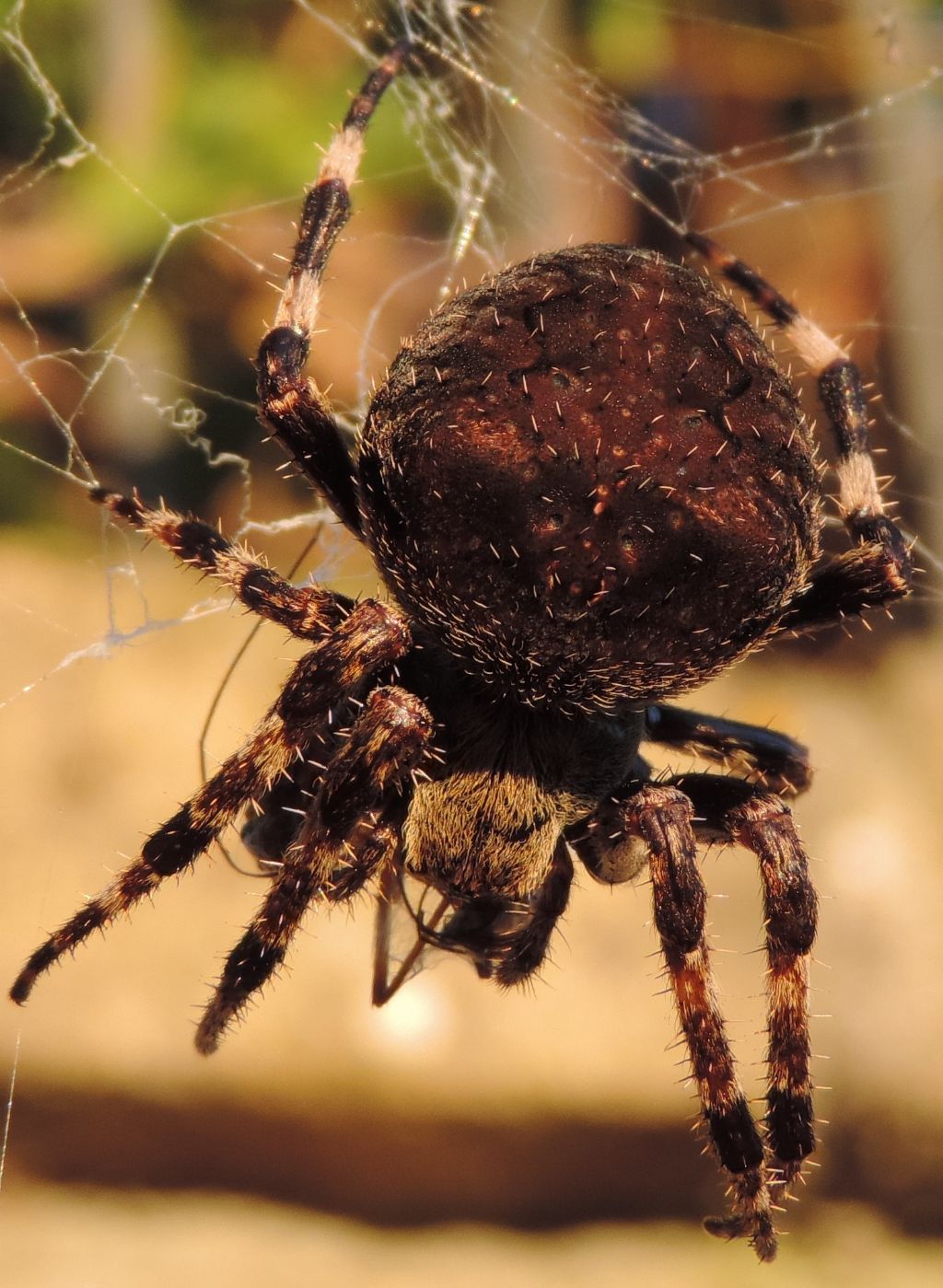 Araneus angulatus - Bracciano (RM)