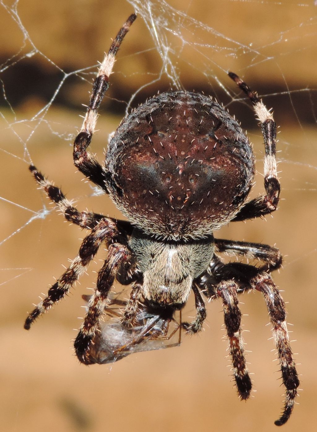Araneus angulatus - Bracciano (RM)