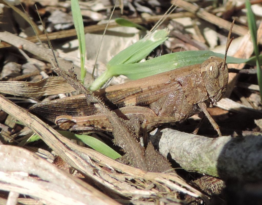 Aiolopus strepens