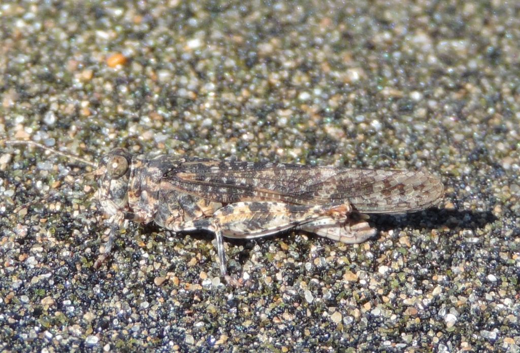 Sphingonotus cfr. caerulans